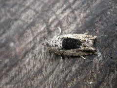 Epinotia nisella