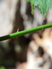 Rubus jaysmithii
