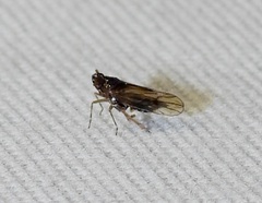 Pareuidella