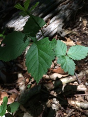 Rubus jaysmithii