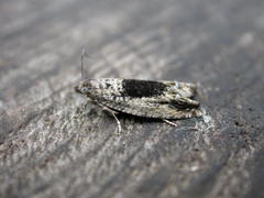 Epinotia nisella