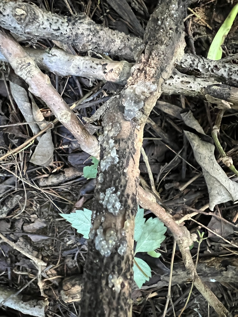 Crystal Brain Fungus in August 2022 by Brian Hunt &middot; iNaturalist