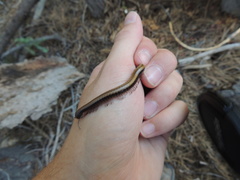 Californiulus yosemitensis