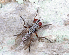 Eustalomyia