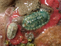Rhyssoplax stangeri