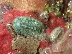 Rhyssoplax stangeri