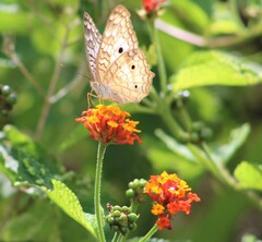 Anartia jatrophae
