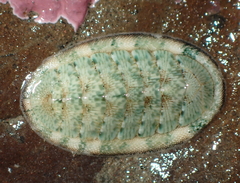 Rhyssoplax stangeri