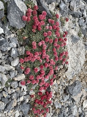 Eriogonum holmgrenii
