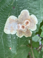 Cameraria corylisella