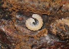 Aporodesminus wallacei