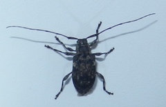 Astylopsis