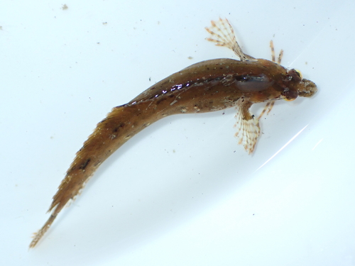 Orange clinid (Ericentrus rubrus) — Clinidae — 2