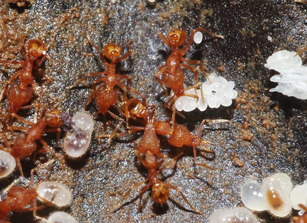Roger's Pygmy Snapping Ant