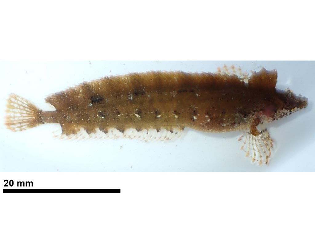 Orange clinid (Ericentrus rubrus) — Clinidae