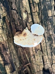 Truncospora wisconsinensis