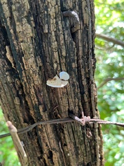 Truncospora wisconsinensis