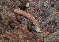 Aporodesminus wallacei