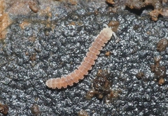 Aporodesminus wallacei