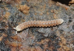 Aporodesminus wallacei