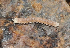 Aporodesminus wallacei