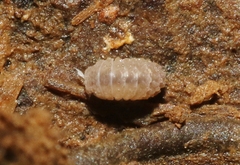 Reductoniscus costulatus