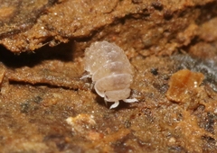 Reductoniscus costulatus