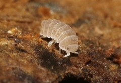 Reductoniscus costulatus