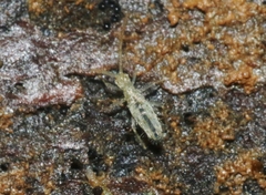 Salina celebensis
