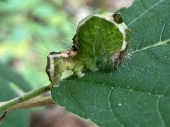 Acronicta hamamelis