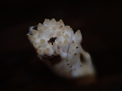 Tolypocladium inflatum