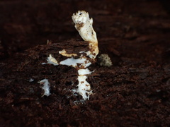 Tolypocladium inflatum