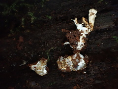 Tolypocladium inflatum