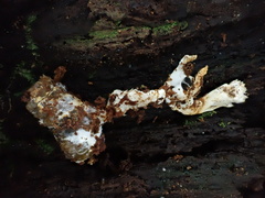 Tolypocladium inflatum