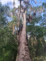 Beaucarnea recurvata