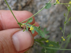 Descurainia californica