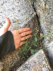 Descurainia californica