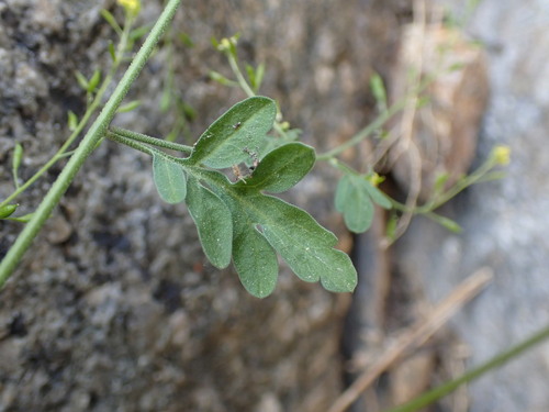 Image of Descurainia californica by (c) Martin Purdy, some rights reserved (CC BY)