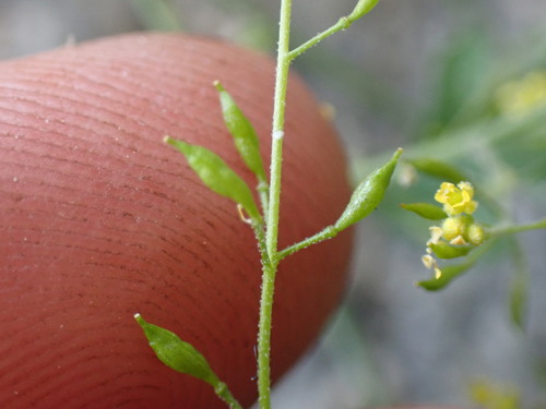 Image of Descurainia californica by (c) Martin Purdy, some rights reserved (CC BY)