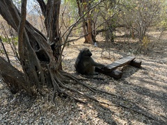 Papio ursinus ursinus