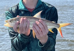 Hydrocynus vittatus