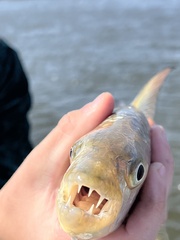 Hydrocynus vittatus