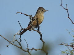Knipolegus aterrimus
