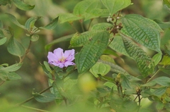 Melastoma septemnervium