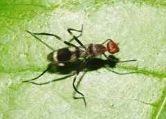 Taeniaptera angulata