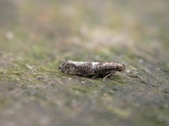 Acrolepiopsis assectella