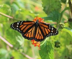Danaus plexippus