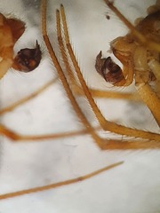 Parasteatoda tabulata