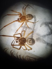 Parasteatoda tabulata