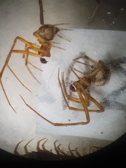 Parasteatoda tabulata